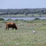 Ecologistas lamentan los "récords negativos" de 2023 pero destacan "los históricos acuerdos" de Doñana y la COP28