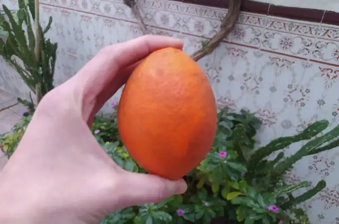 Esta es la extraña mutación que el cambio climático causa en las naranjas de Valencia