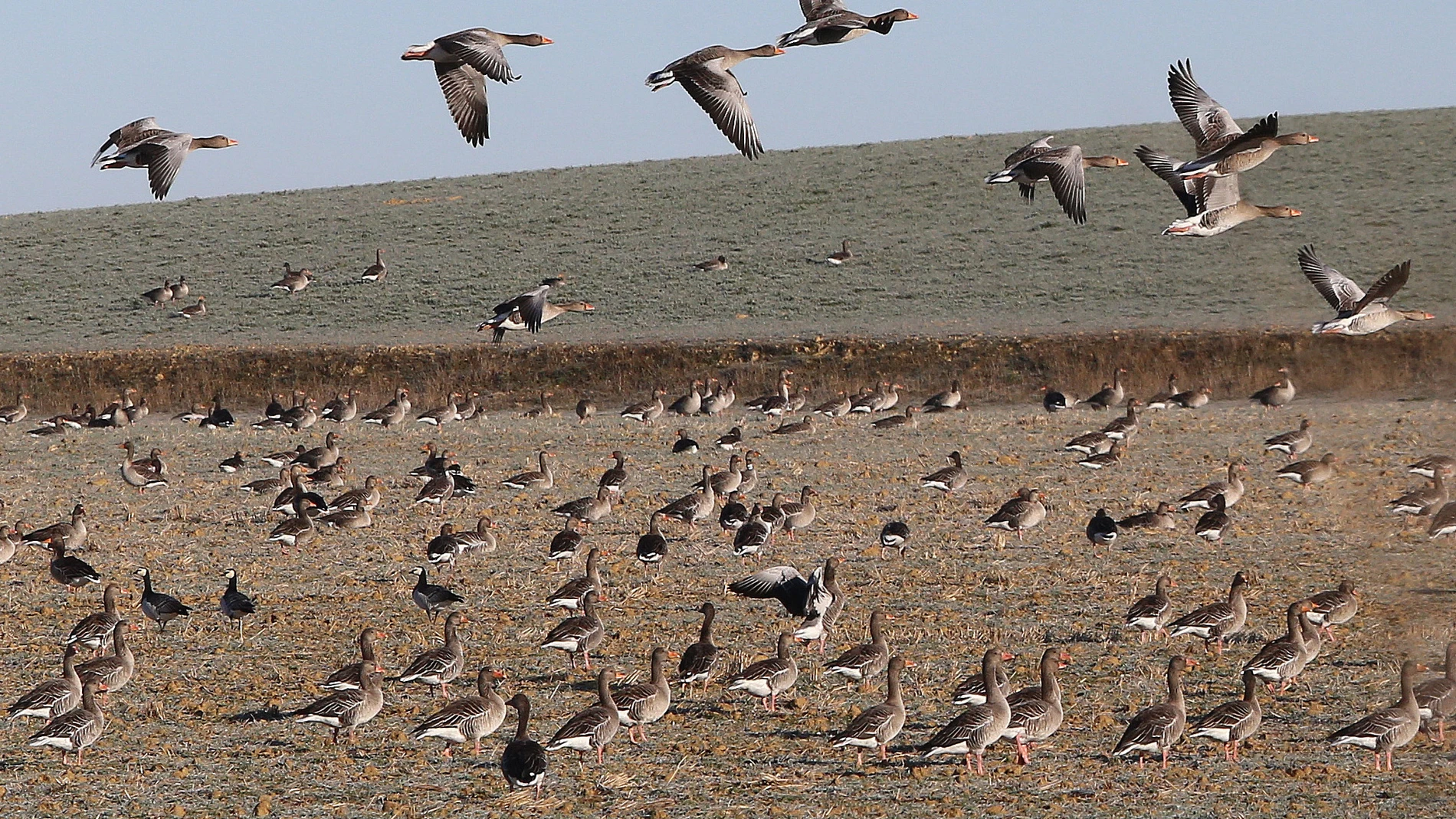 Ánsares comunes aledaños a una laguna