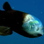 Ejemplar de &quot;Macropinna microstoma&quot;, también conocido como pez cabeza transparente 