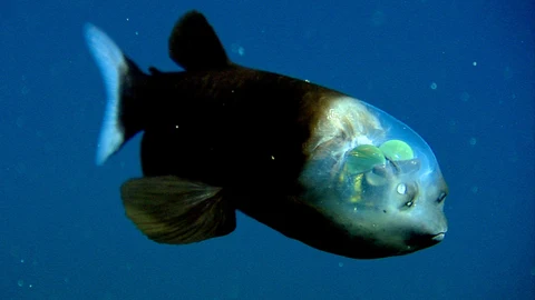 Ejemplar de "Macropinna microstoma", también conocido como pez cabeza transparente