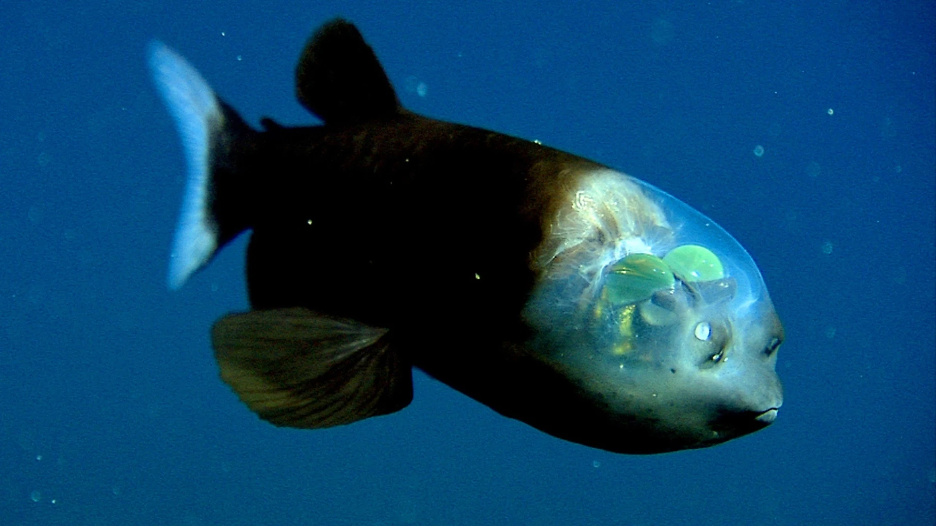 Ejemplar de "Macropinna microstoma", también conocido como pez cabeza transparente 