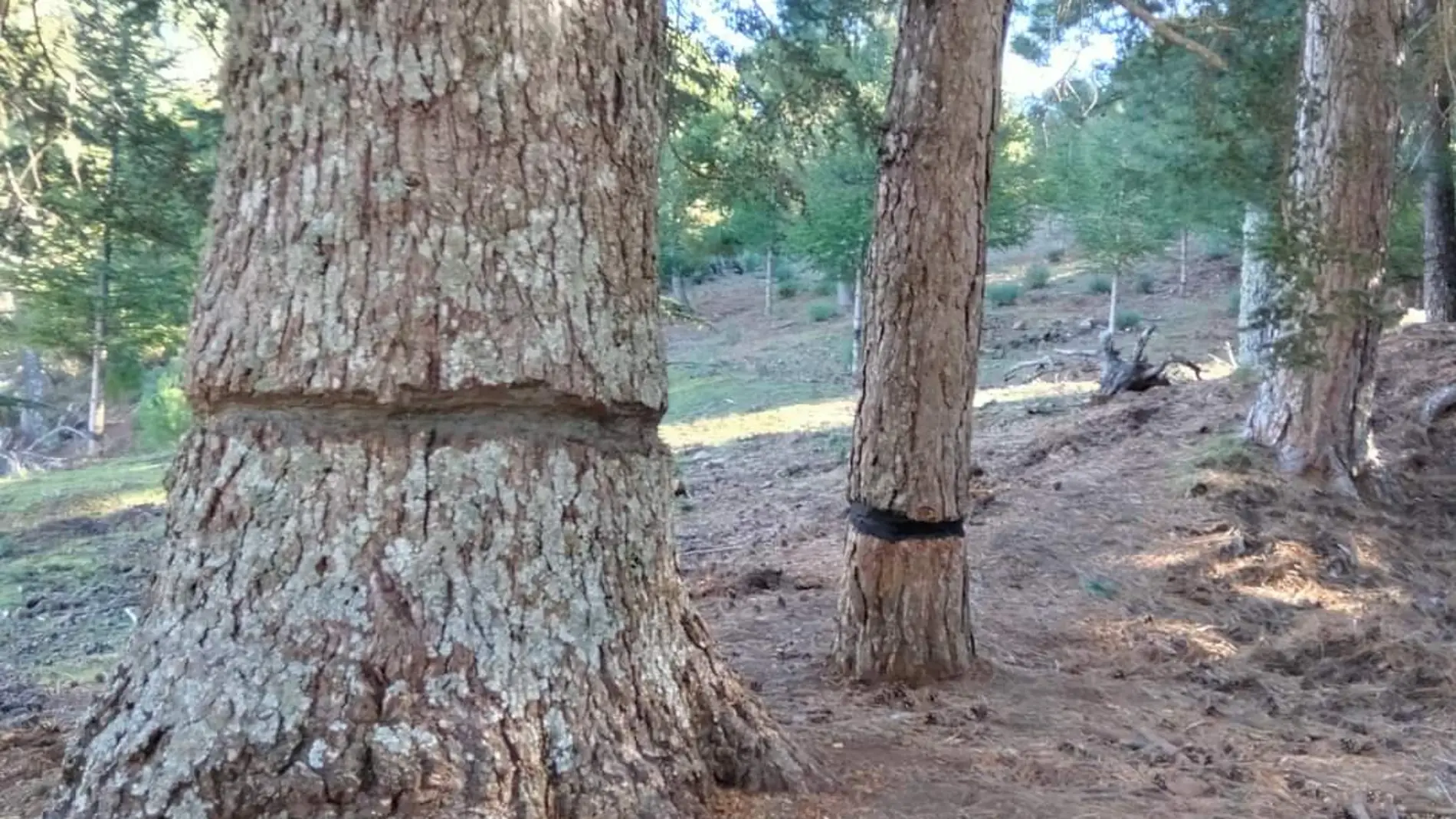 Anillan cedros de un antiguo vivero del Patrimonio Forestal del Estado para provocar su muerte