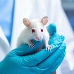 Un paso más cerca de curar la ceguera genética: restauran parte de la visión de un ratón