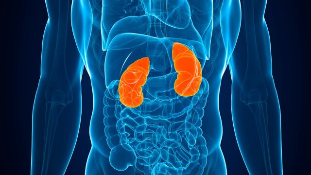 Hábitos diarios que hay que evitar para preservar la salud renal