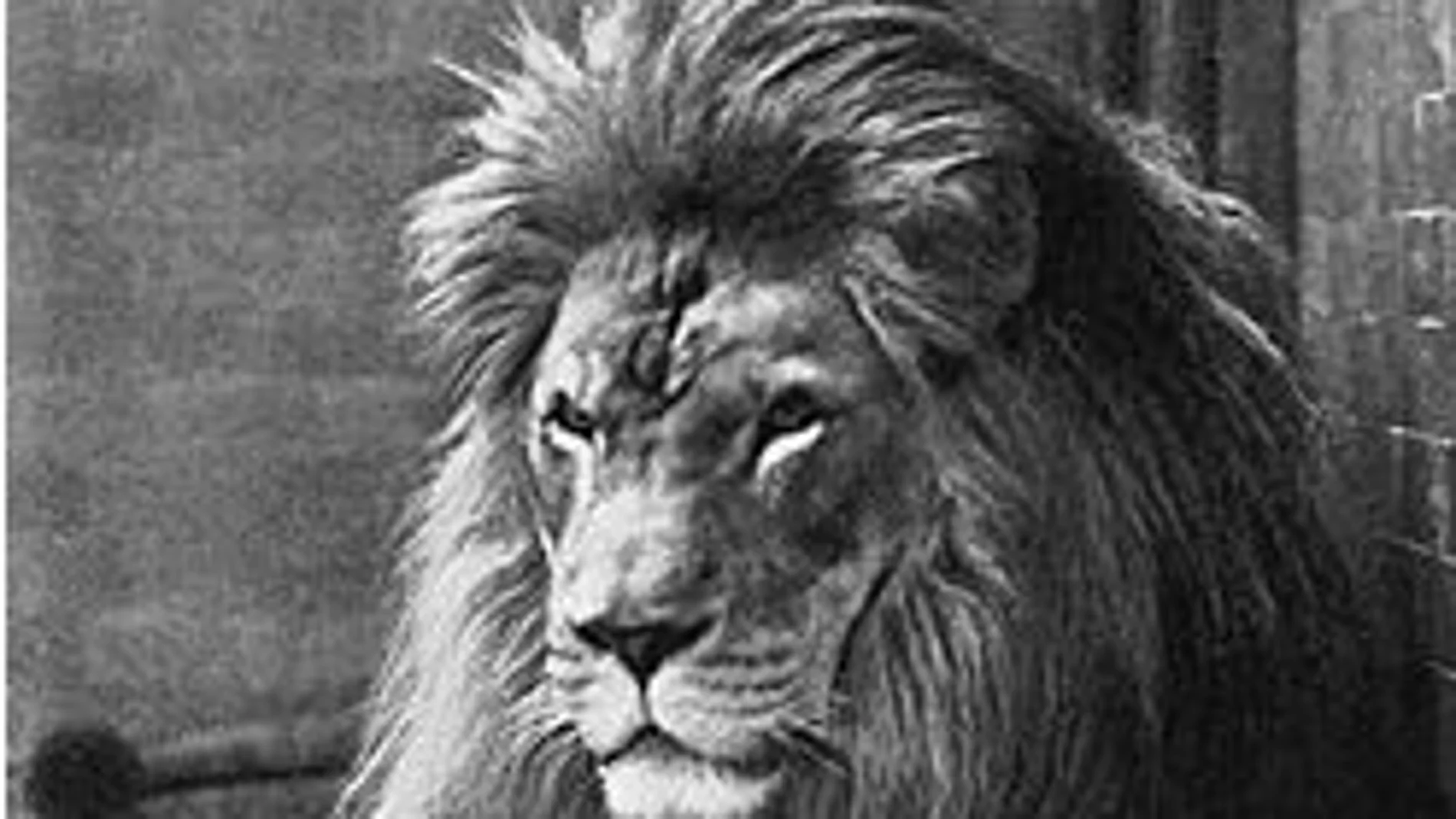 Ejemplar de León del Atlas en el zoo de Nueva York, en 1897