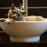¿Por qué tu gato siempre te acompaña al baño?