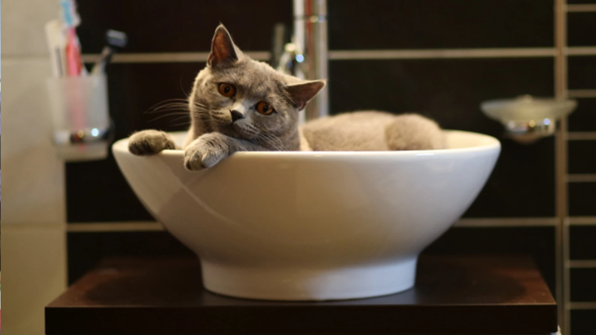 ¿Por qué tu gato siempre te acompaña al baño?