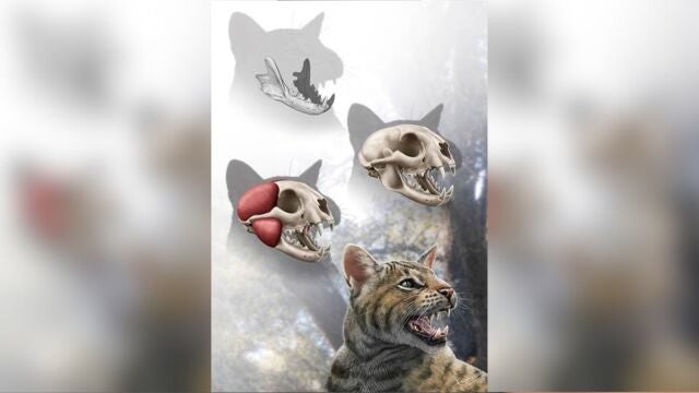 Descubren una nueva especie de felino que vivió en Madrid hace 15 millones de años 