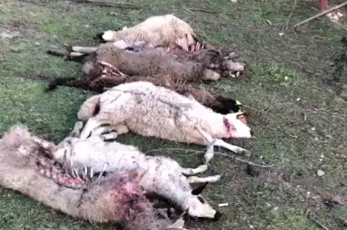 Brutal ataque de lobos a varias ovejas en El Hoyo de Pinares (Ávila)