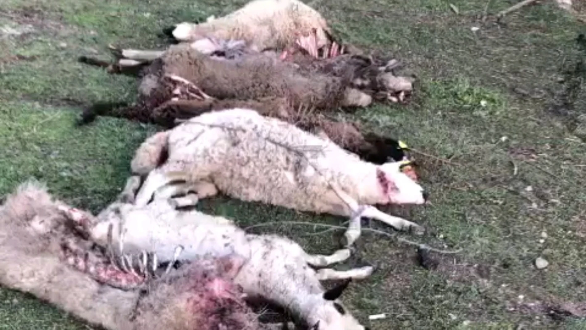 Brutal ataque de lobos a varias ovejas en El Hoyo de Pinares (Ávila)