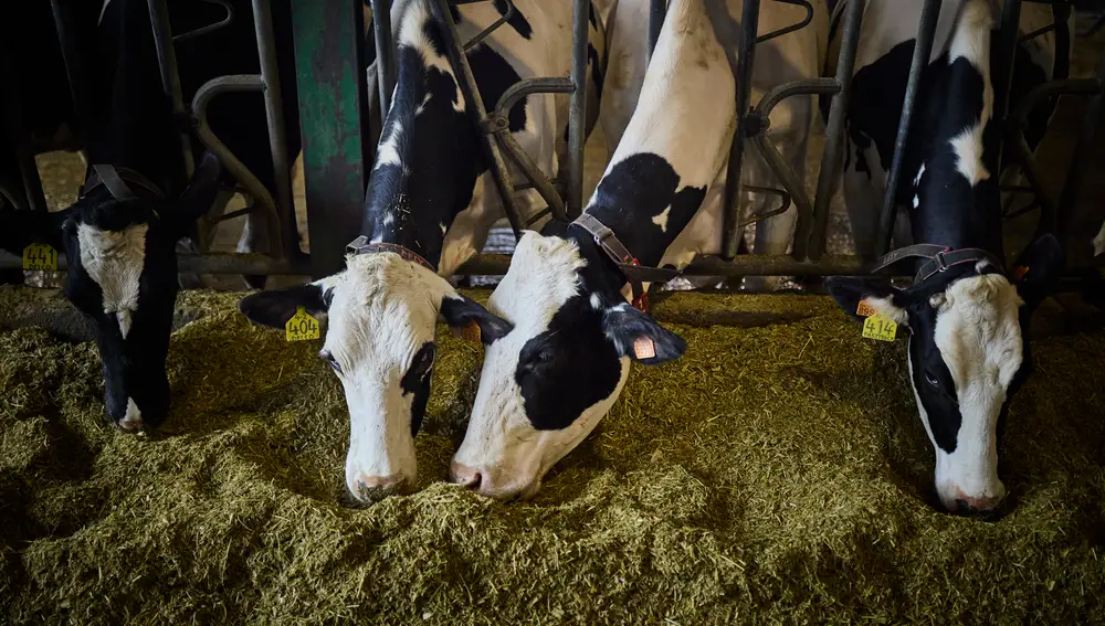 Reportaje explotación ganaderia en Griñon donde se ordeñan vacas. Cuatro ganaderías lanzarán en febrero 'Leche