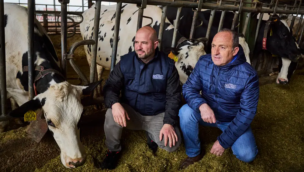 Reportaje explotación ganaderia en Griñon donde se ordeñan vacas. Cuatro ganaderías lanzarán en febrero 'Leche