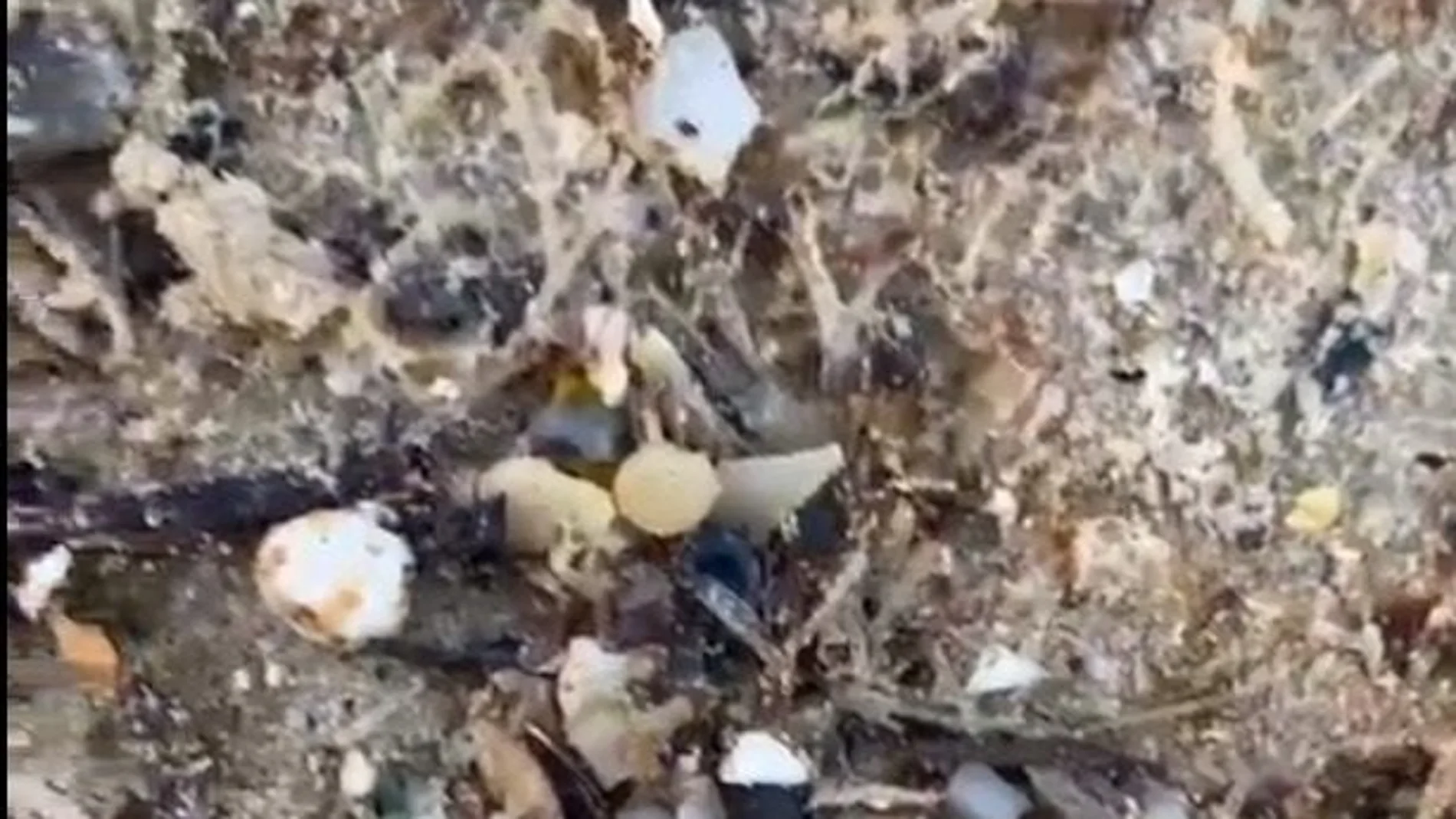 Bolitas de pélets aparecidas en la playa de Bolonia