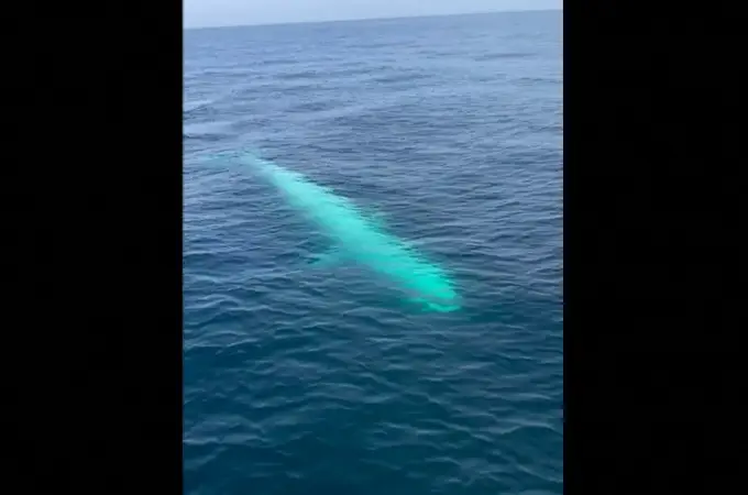 Emoción en Tailandia: avistan un ejemplar de ballena blanca de Omura