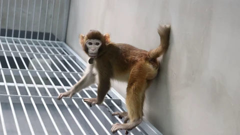 Científicos chinos clonan con éxito un mono rhesus