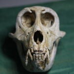 Cráneo de macaco japonés (Instituto de Investigación de Primates de la Universidad de Kioto)/ Ian Towle