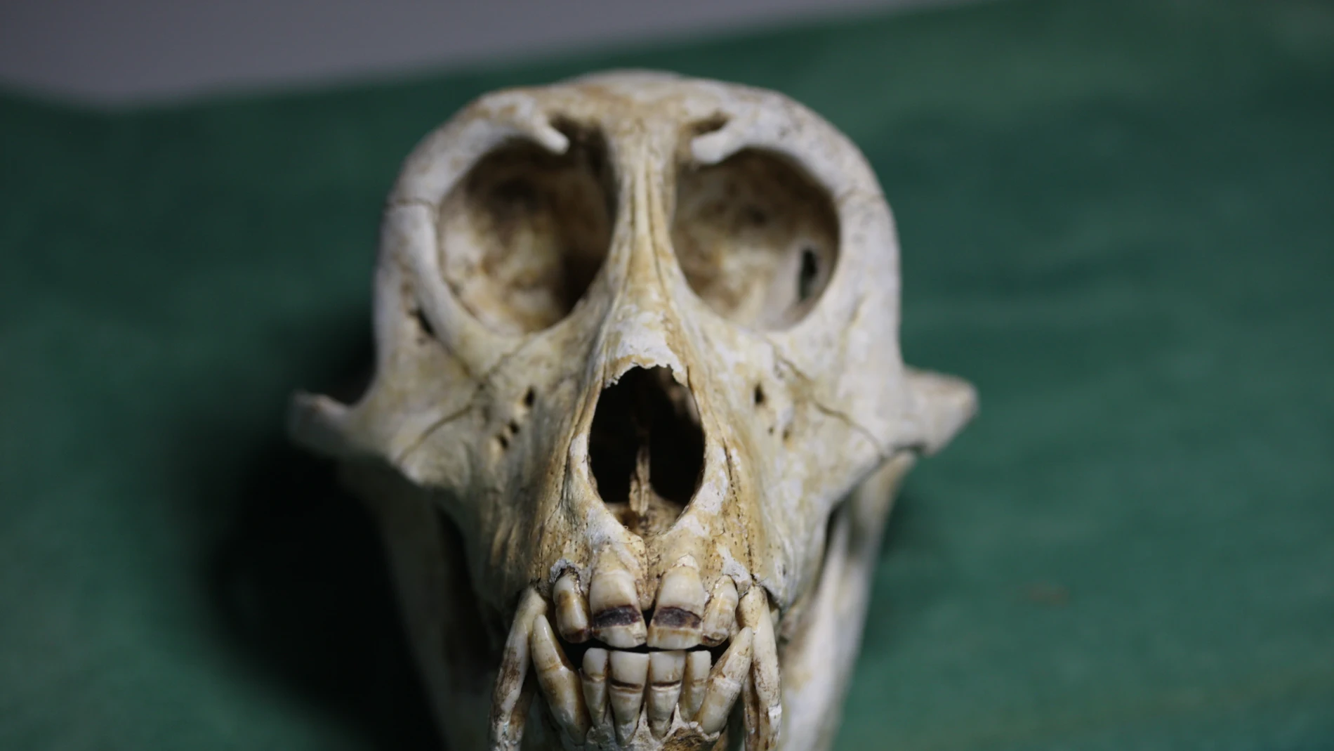 Cráneo de macaco japonés (Instituto de Investigación de Primates de la Universidad de Kioto)/ Ian Towle