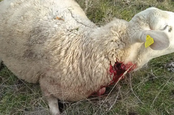 La Alianza UPA-COAG denuncia varios ataques de lobos en una explotación de ovino de Aldeavieja (Ávila)