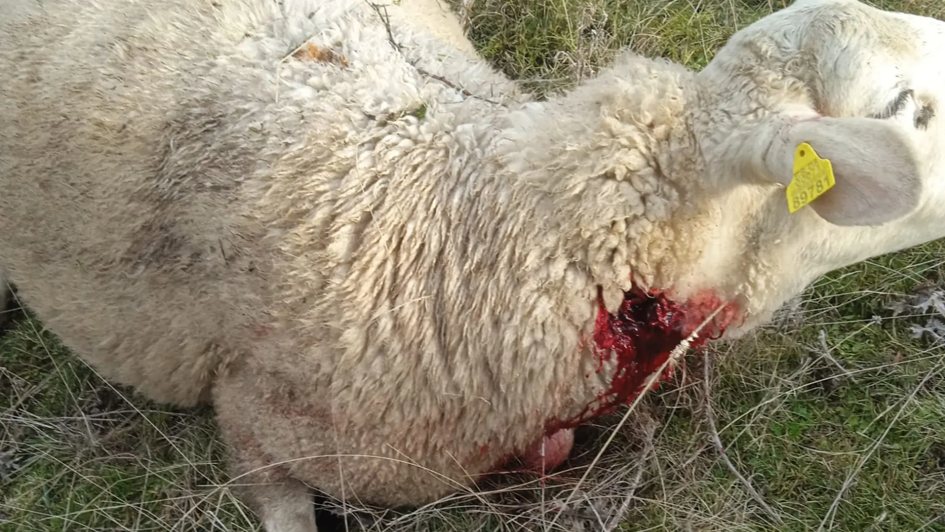 Nuevo ataque de lobos a un rebaño de la provincia de Ávila