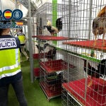 Diecinueve detenidos por organizar peleas clandestinas de gallos en Aspe (Alicante)