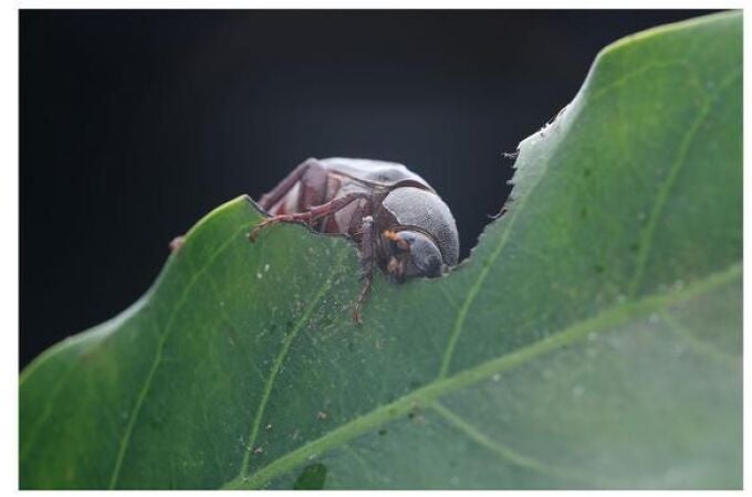 Este escarabajo no llama a sus parejas el día siguiente, pero sí al otro