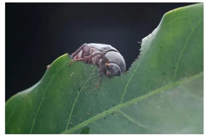 Este escarabajo no llama a sus parejas el día siguiente, pero sí al otro