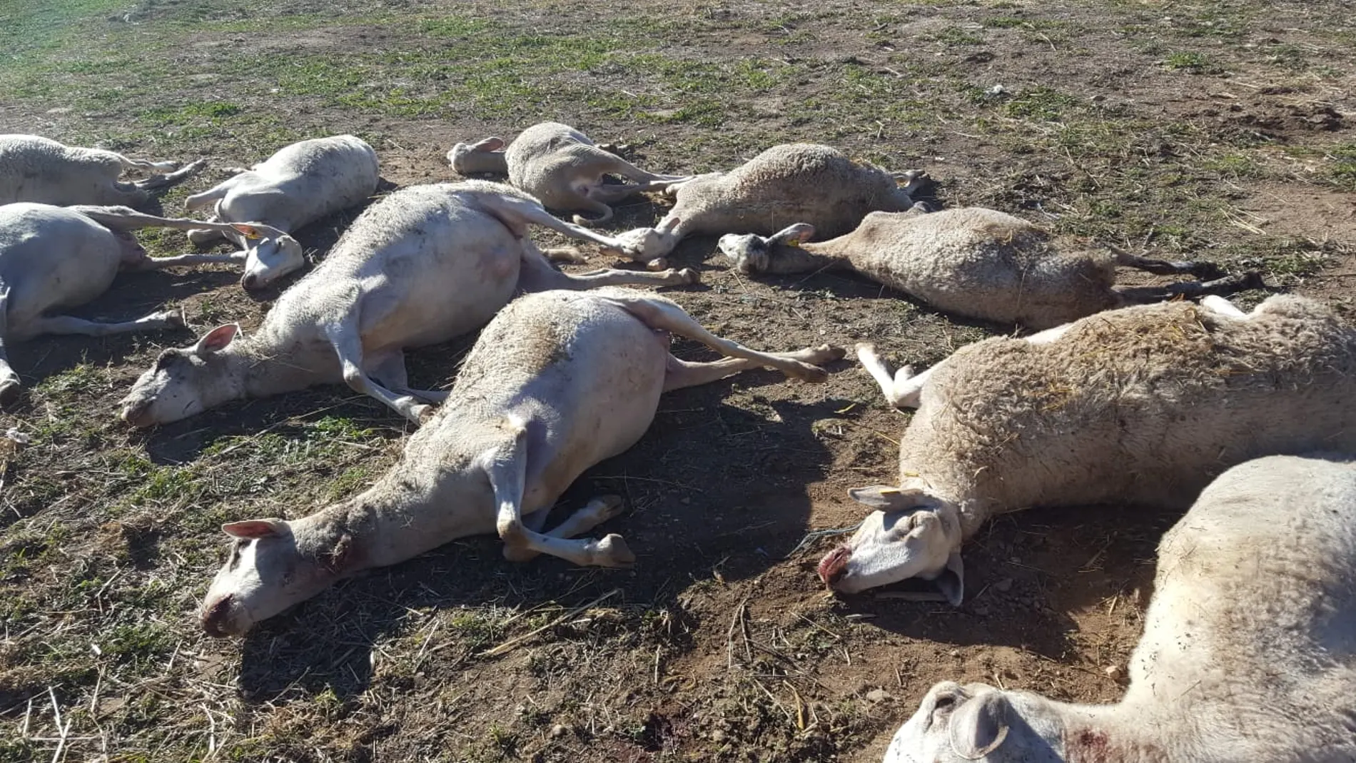 Primer ataque de lobos a ovejas en la Comunidad Valenciana