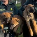 Cachorros de perros policía de Guardia Civil