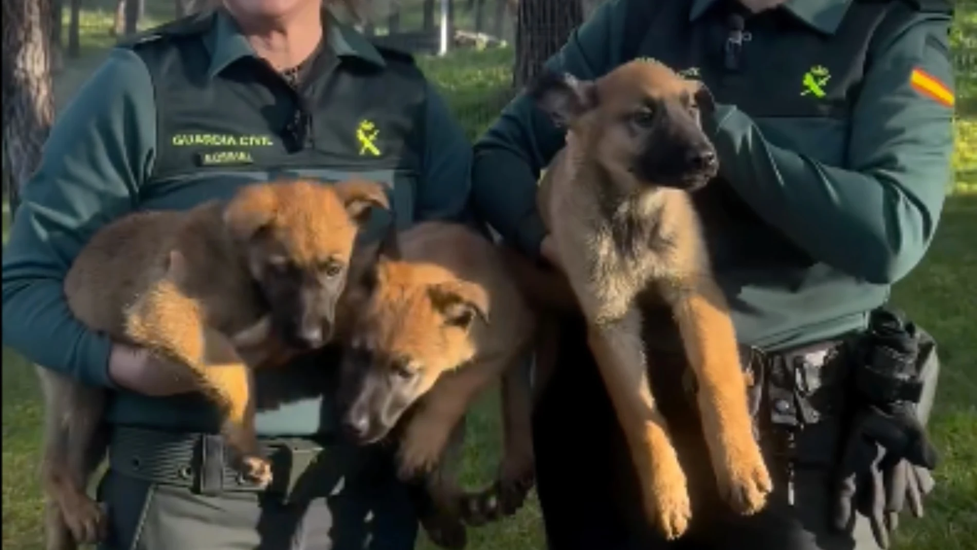 Cachorros de perros policía de Guardia Civil