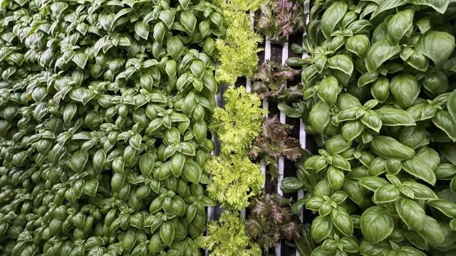 La startup Néboda ha desarrollado una tecnología de automatización revolucionaria aplicada a la técnica de agricultura vertical