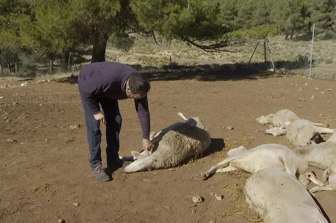 Los ganaderos valencianos tras el ataque de un lobo en Valencia: 