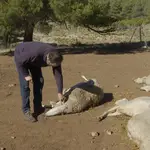 Ganadero valenciano pierde diez ovejas en el primer ataque de lobo en la Comunitat Valenciana