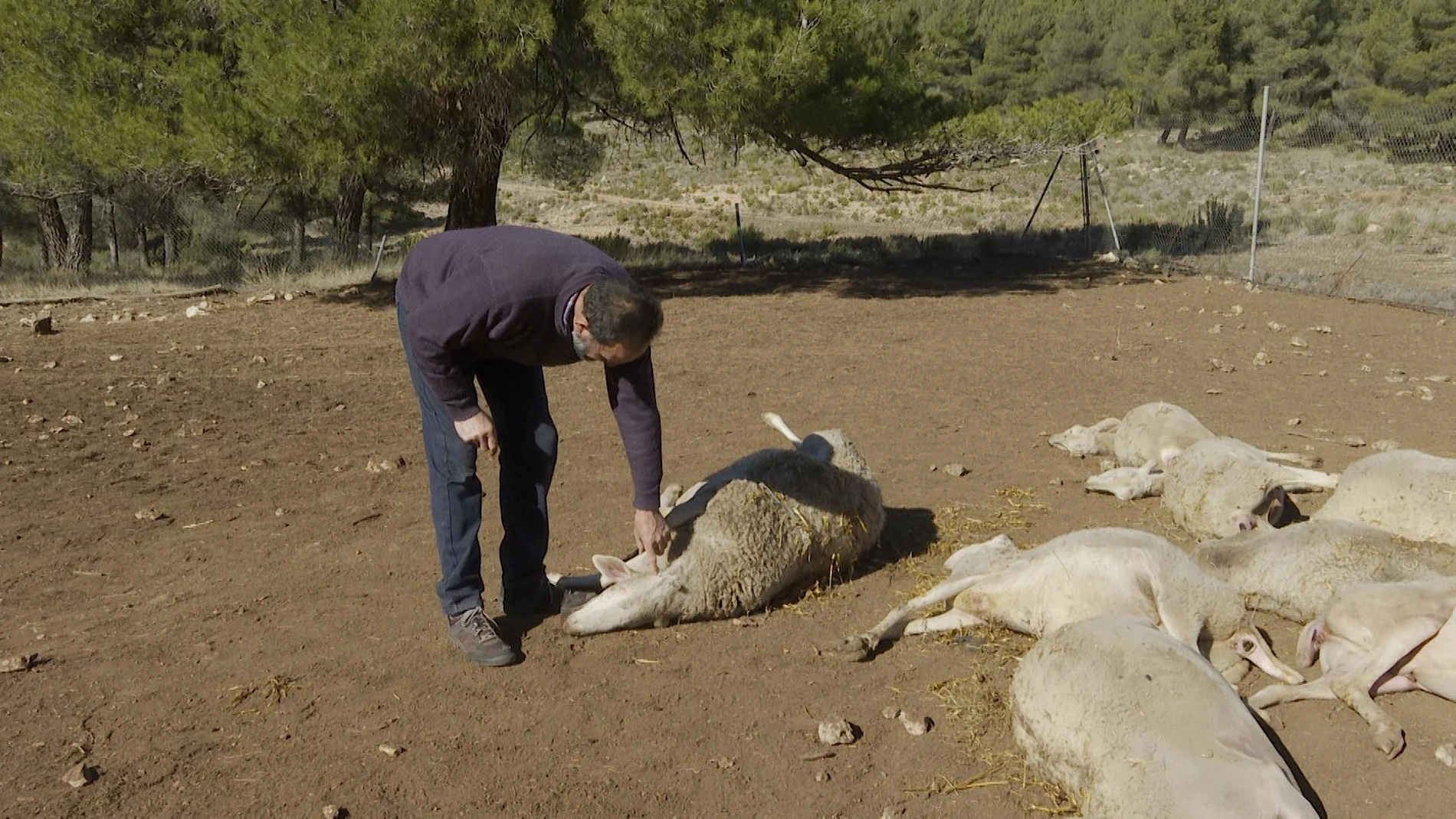 Ganadero valenciano pierde diez ovejas en el primer ataque de lobo en la Comunitat Valenciana EUROPA PRES 25/01/2024
