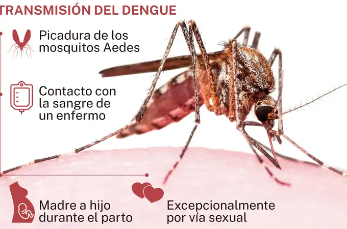 La OMS alerta de que la mitad de la población mundial está expuesta a contraer el dengue 