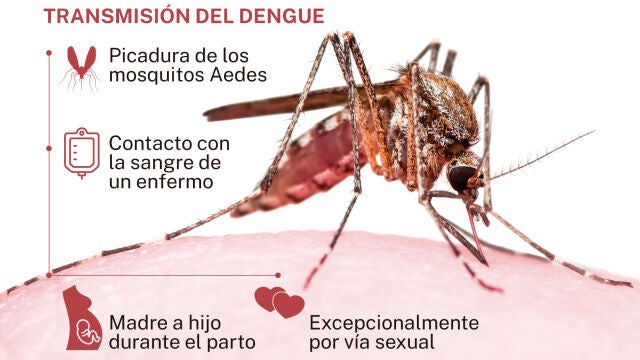 Transmisión del Dengue