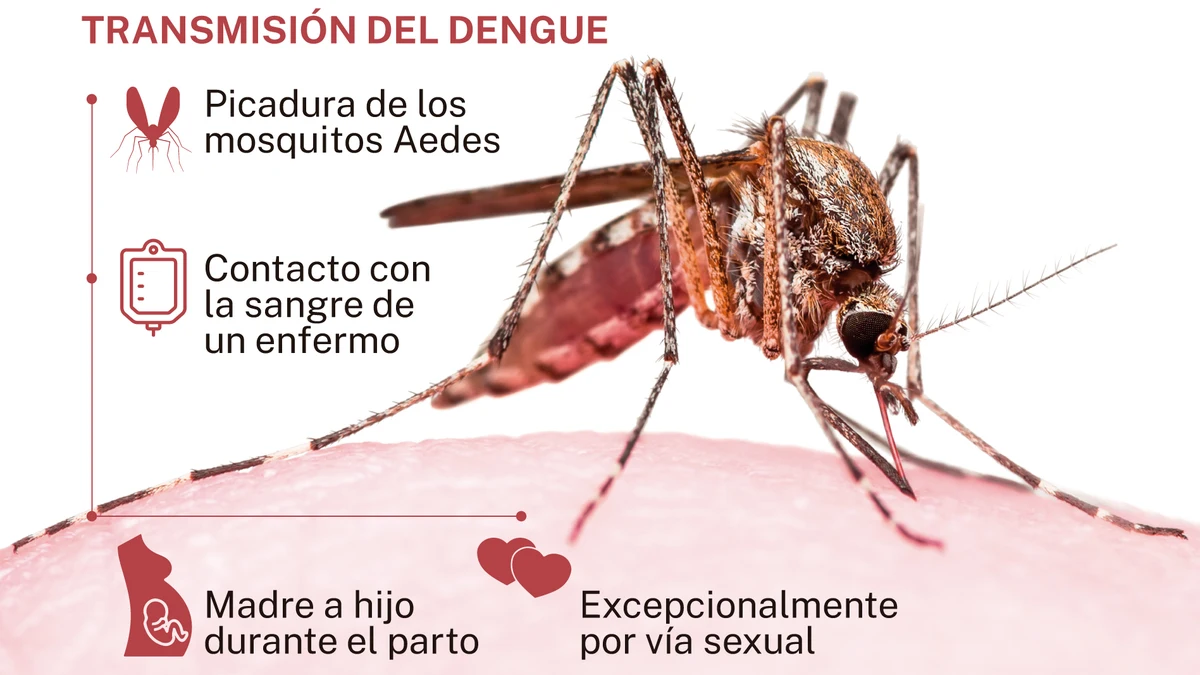 La OMS alerta de que la mitad de la población mundial está expuesta a contraer el dengue 
