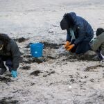 Un grupo de alumnos de un colegio de Nigrán recogen pellets de plástico en la Playa de Patos.