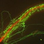 Raíz de Medicago truncatula colonizada por el hongo micorrícico arbuscular Diversispora epigaea. Las hifas y arbúsculos de D. epigaea dentro de la raíz y también las hifas alrededor de la raíz son visibles como estructuras verdes. El tejido vascular central de la raíz está teñido de rojo.