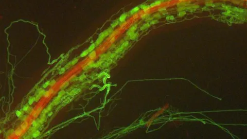 Raíz de Medicago truncatula colonizada por el hongo micorrícico arbuscular Diversispora epigaea. Las hifas y arbúsculos de D. epigaea dentro de la raíz y también las hifas alrededor de la raíz son visibles como estructuras verdes. El tejido vascular central de la raíz está teñido de rojo.