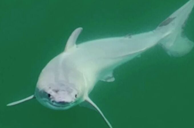 Investigadores logran fotografiar por primera vez a un tiburón blanco recién nacido