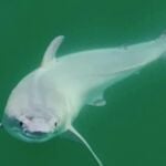 Investigadores logran fotografiar por primera vez a un tiburón blanco recién nacido