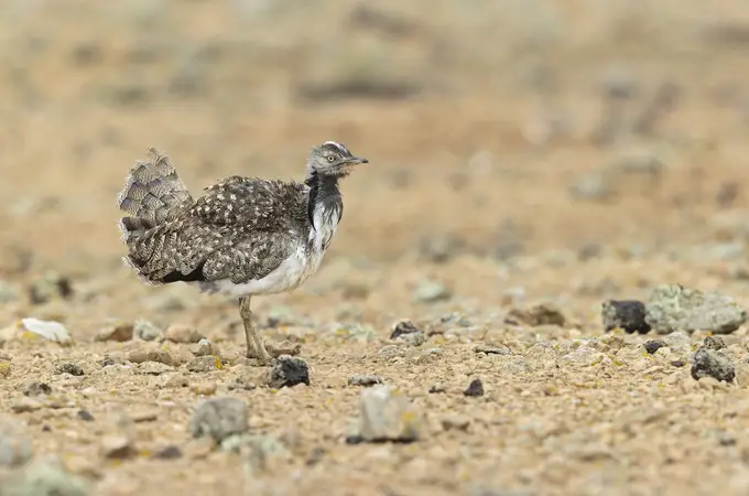 La mayor ave endémica de Canarias, en peligro de extinción