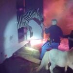 Cebras y camellos de un circo escapan de las llamas en Indiana