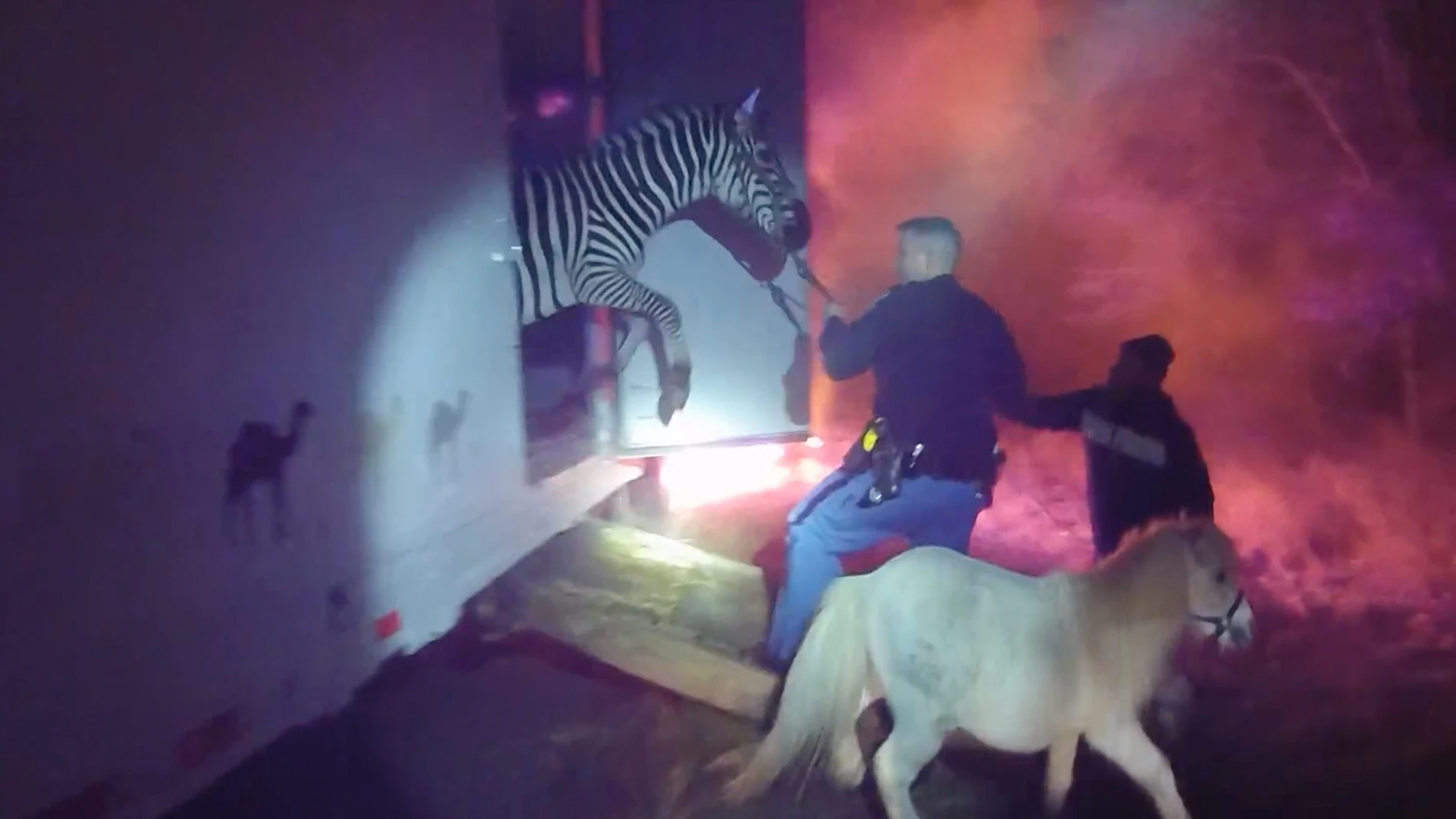 Cebras y camellos de un circo escapan de las llamas en Indiana