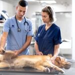 Uno de los perros con cáncer que ha sido tratado en AniCura Glòries Hospital Veterinari