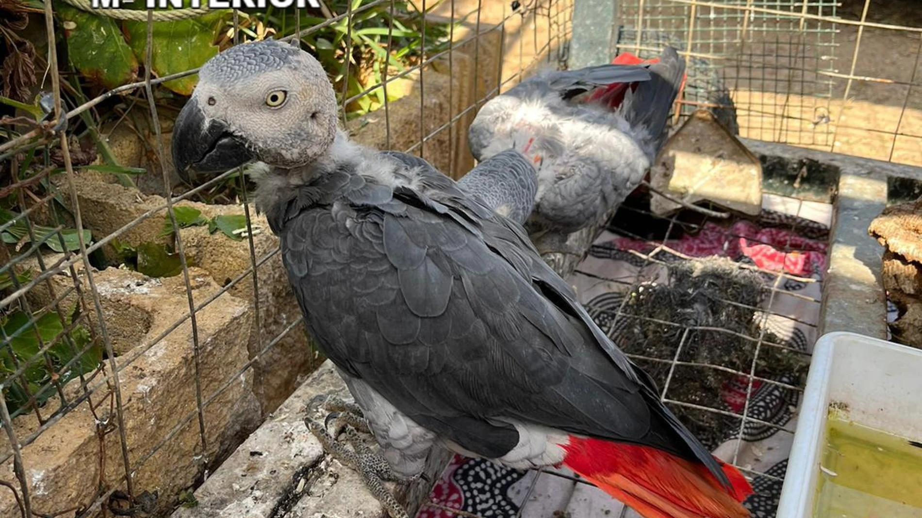 Recuperan en Huelva dos loros protegidos de un establecimiento sin permiso para su tenencia