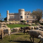 Las ovejas pastando junto al campo de golf