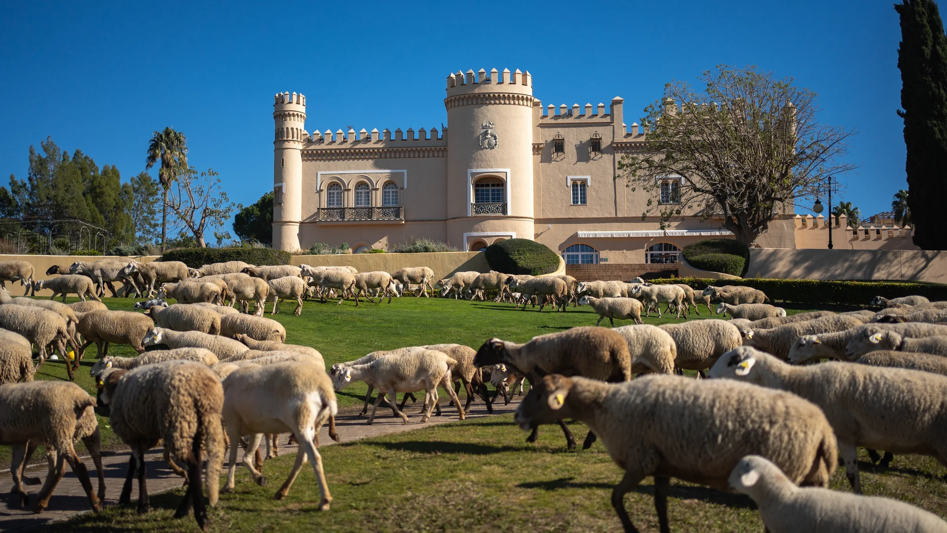 Las ovejas pastando junto al campo de golf