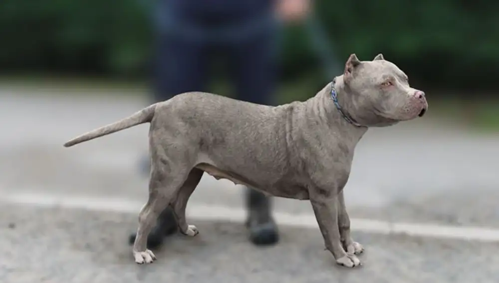 Bully Xls Are Large Dogs With A Muscular Body.